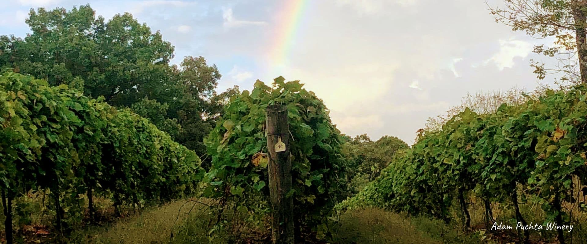 Vineyard rows under a rainbow against a cloudy sky.