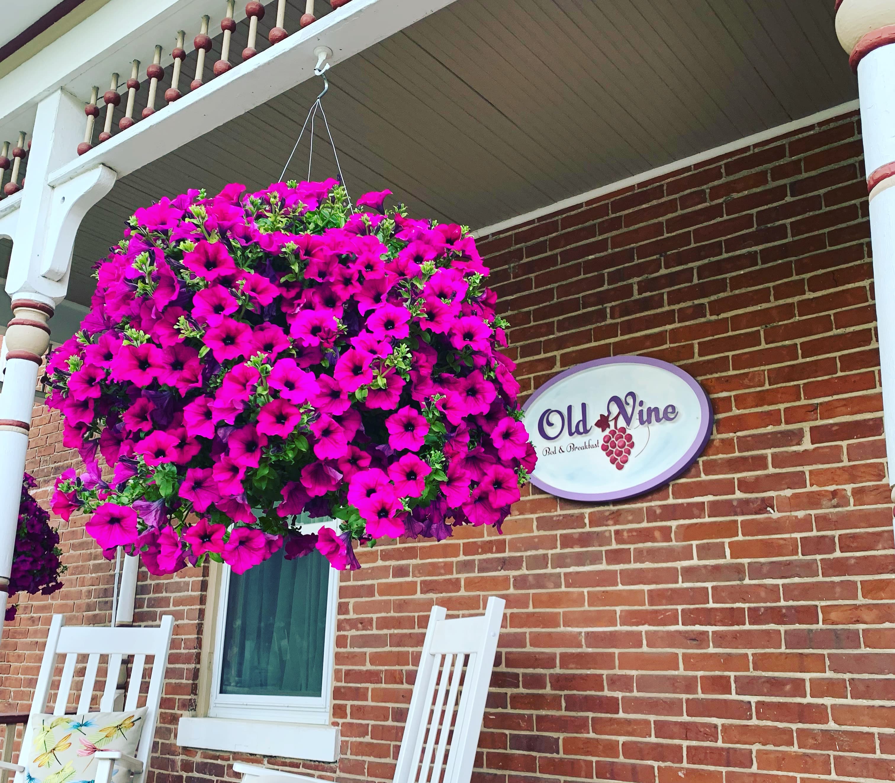 A vibrant hanging basket of pink flowers is displayed near the "Old Vine" sign on a brick wall.