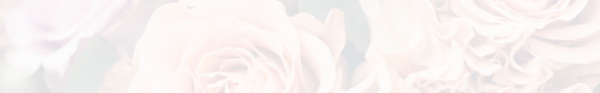 Soft pink roses with a gentle, blurred background.
