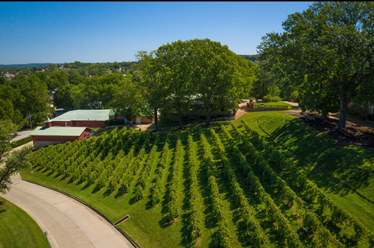 Aerial view of a lush vineyard with neatly arranged grapevines and surrounding greenery.